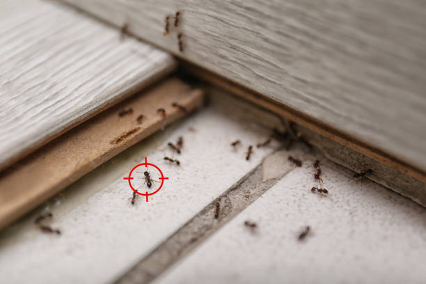 Best Affordable Pest Control Services  in Empire, CA