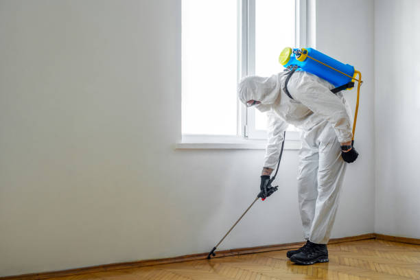 Best Rat Extermination Near Me  in Empire, CA